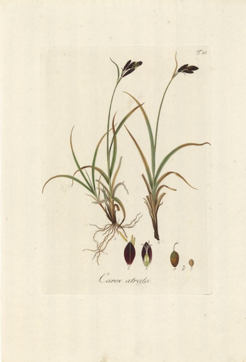 Carex atrata. T. 88.