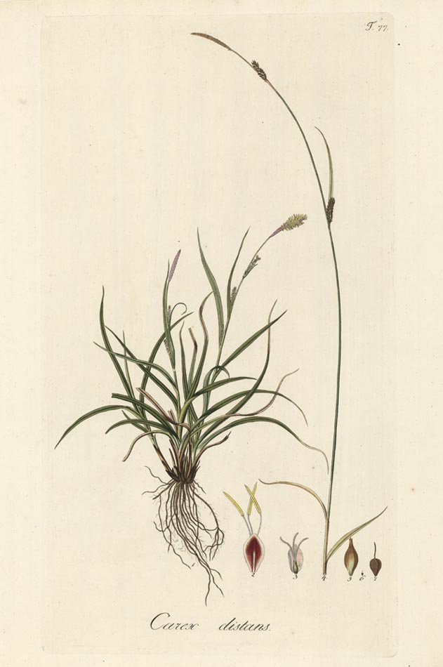 Carex distans. T. 77.