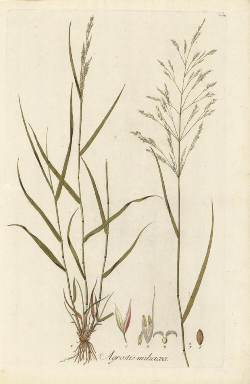 Agrostis miliacea. T. 45.
