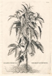 Sesamum Persicum Trilobatum Foetidum. [Sesame]