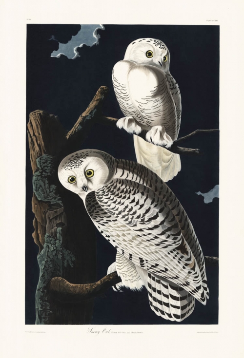 Snowy Owl. Plate CXXI.