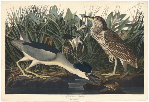 Night Heron or Qua bird.  Ardea Nycticorax.  Plate  236.