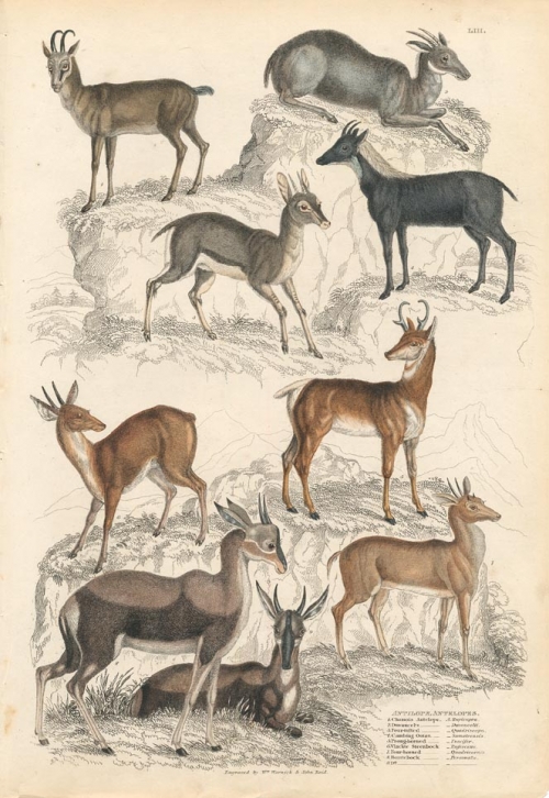 Antilope, Antelopes. [1. A. Rupicapra 2. Duvaucelii 3. Quadriscopa 4. Sumatrensis 5. Furcifer 6. Rufescens 7. Quadricornis 8. Personata].