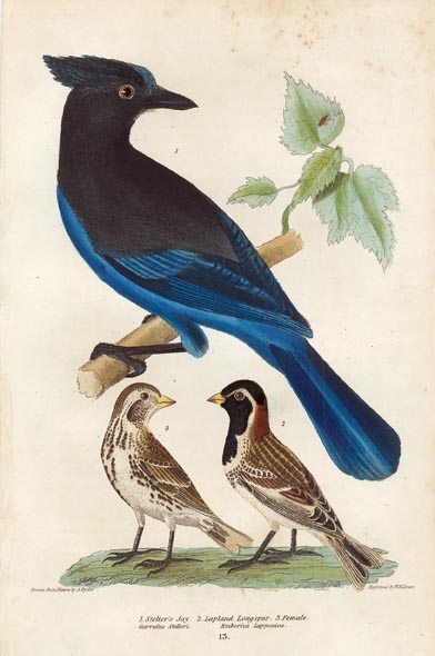 1. Steller's Jay. 2. Lapland Long spur. 3. Female. | The Old