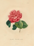 Camellia Colvillii Rubra.  Plate 236.