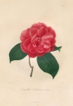 Camellia Lochiana nova.  Pl. 208.