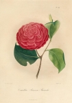 Camellia Princesse Baciocchi.  Pl. 299.