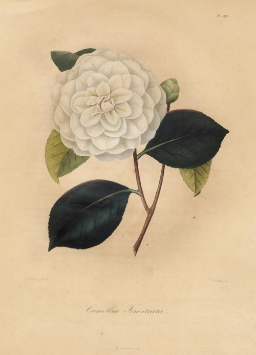 Camellia Fenestrata.  Pl. 291.