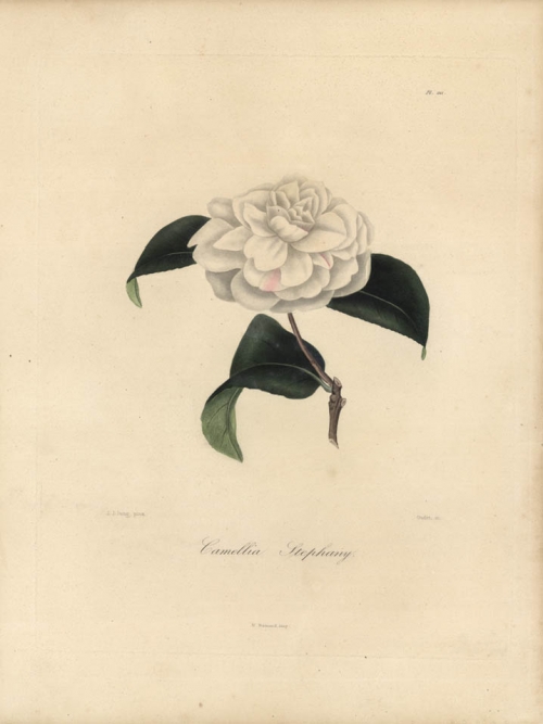 Camellia Stephany.  Pl. 211.