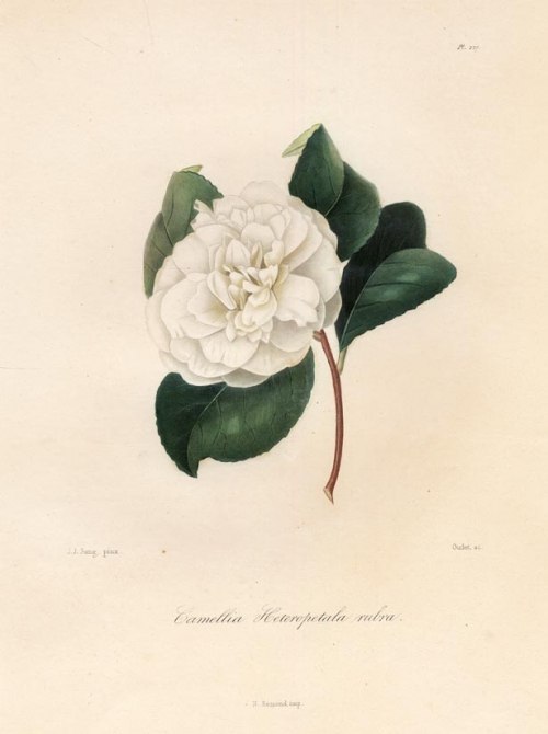 Camellia Heteropetala rubra.  Pl. 227.