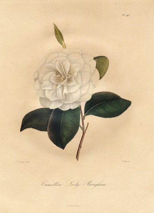Camellia Lady Brougham.  Pl. 295.