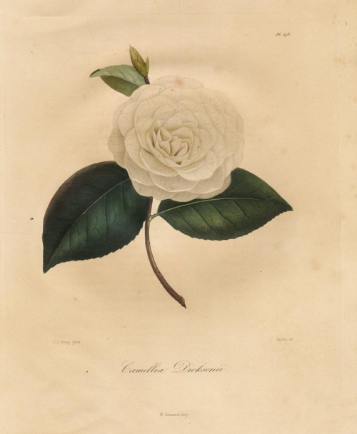Camellia Dicksonii.  Pl. 273.