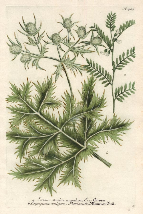a. Ervum semine anguloso, Ers. b. Eryngium vulgare, panicault. N. 484. [Sea Holly].