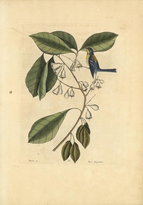 Parus Fringillaris:  The Finch-Creeper; Frutex, Padi foliis non serratis, floribus monopetalis albis... The Finch Creeper.  T. 64.