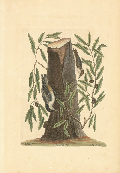 Sitta Capite Nigro: The Nuthatch; Sitta Capite Fusco: The Small Nuthatch; Quercus humilior salicis folio breviore: The Highland Willow Oak. T. 22.