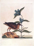 Gallinula Americana: The Soree; Gentiana Virginiana Saponariae folio, flore caeruleo longiore  T. 70.