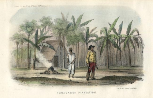 Yuracares Plantation.