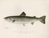 Female Land Locked Salmon or Quananiche. (Salmo Salar Sebago. Girard.)