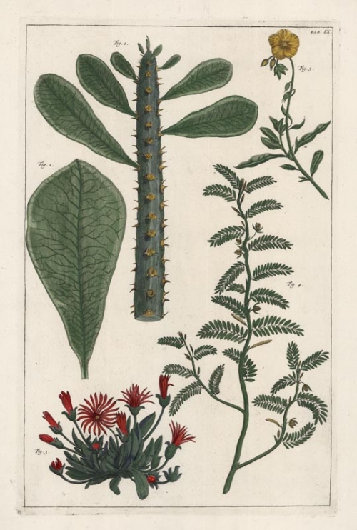 Untitled Botanicals.  Tab. IX.