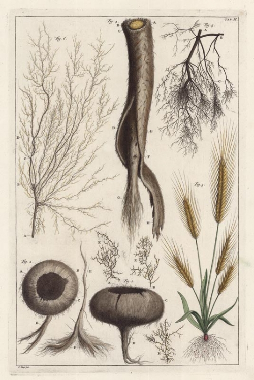 Untitled Botanicals.  Tab. II.
