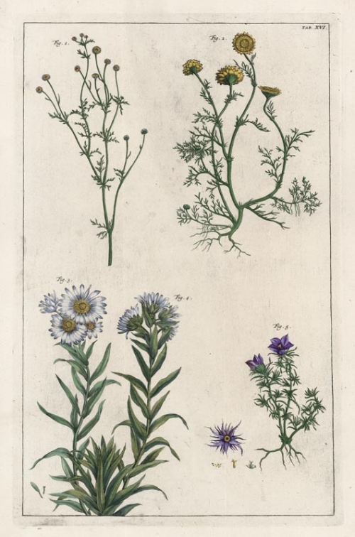 Untitled Botanicals.  Tab. XVI.