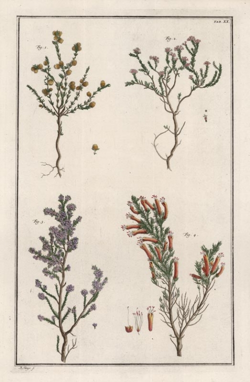 Untitled Botanicals.  Tab. XX. [Erica, Africana].