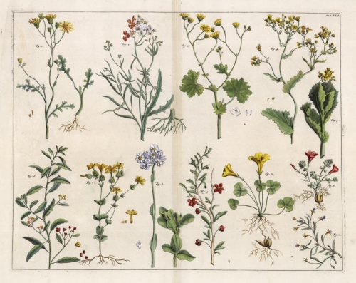 Untitled Botanicals.  Tab. XXII.