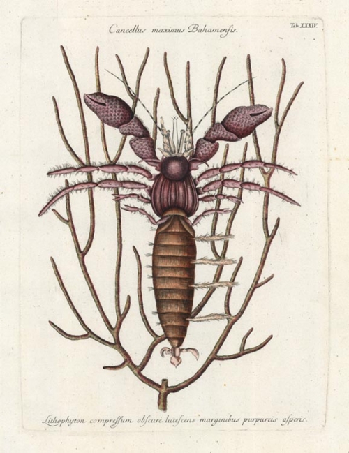 Cancellus Maximus Bahamensis: Lithophyton compressum obscure lutescens marginibus purpureis asperis.The Sea Hermit Crab T. 34.