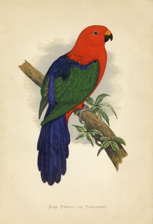 King Parrot, or Parrakeet.