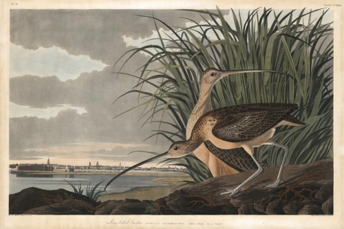 Long-billed Curlew. Plate CCXXXI.