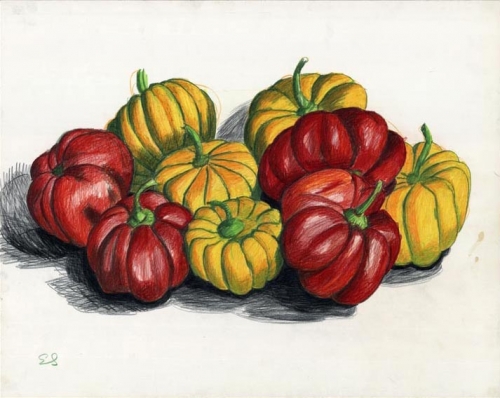 Yellow and Red Squash. [Untitled].