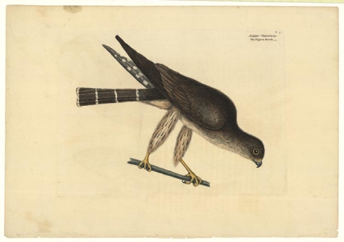 Accipiter Palumbarius.  The Pigeon Hawk.  T. 3.