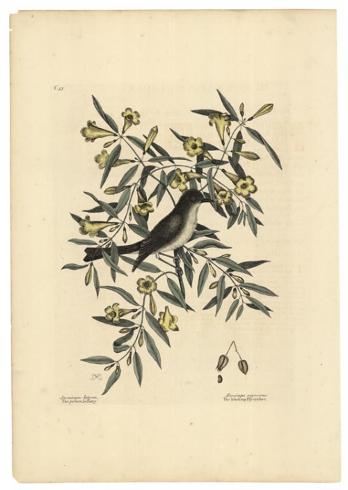 Jasminum luteum. The yellow Jeffamy; Muscicapa nigrescens. The blackcap Flycatcher. Tab. 53.
