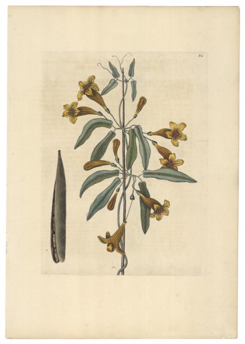 Bignonia Americana, capreolis donata, siliqua breviore, T. 82.
