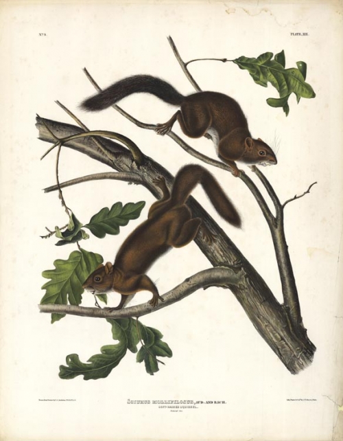 Soft-Haired Squirrel.  Sciurus Mollipilostus, Aud. and Bach.  Plate XIX.