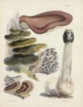 Fungi. Plate XX. Polyporus Hispidus, Polyporus Versicolor, Polyporus Frondosus, Polyporus Radiatur, Phallus Impudicus.