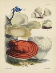 Fungi. Plate XII.  Stereum Purpureum, Polyporus Albus, Peziza Cupularis, Peziza Cerea, Polyporus Lucidus, Lycoperdon Caelatum.