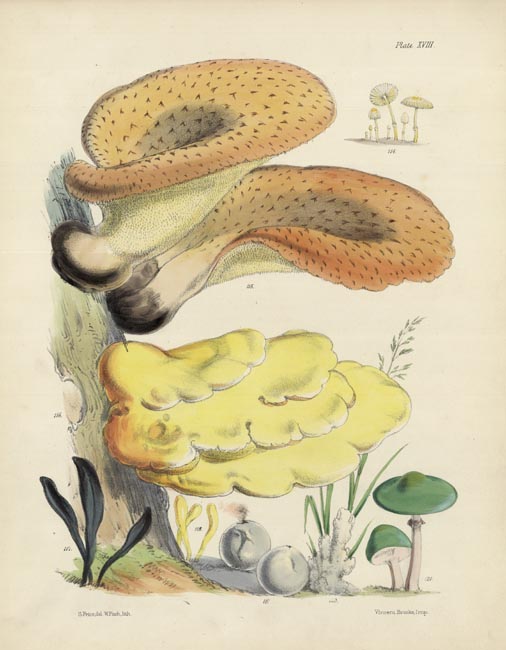 Fungi. Plate XVIII.  Coprinus Hendersoni, Polyporus Squamosus, Polyporus Sulphureus, Geoglossum Difforme, Clavaria Inaequalis, Bovista Plumbea, Thelephora Sebacea, Agaricus Aeruginosus.