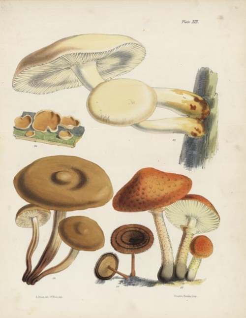 Fungi. Plate XIII.  Agaricus Ulmarius, Peziza Badia, Agaricus Fusipes, Polyporus Perennis, Agaricus Squarrosus.