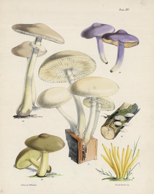 Fungi. Plate XIV.  Agaricus Lenticularis, Agaricus Bloxami, Agaricus Variabilis, Agaricus Mucidus, Agaricus Equestris, Clavaria Fusiformis.