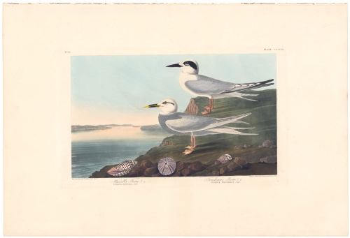 Havell's Tern.  Trudeau's Fern.  Plate CCCCIX.
