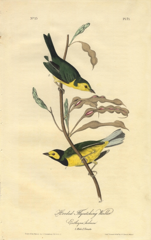 Hooded Flycatching Warbler.  (Male and Female).  (Crithryna Herbacea).   Pl. 71.