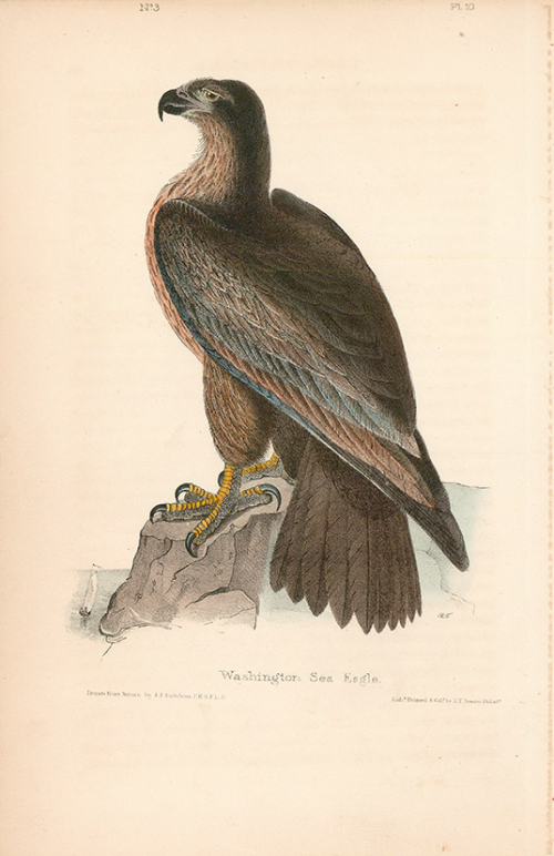 Washington Sea Eagle.  Pl. 13.