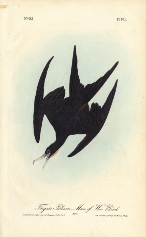 Frigate Pelican.  Man of War Bird.  Pl. 421.