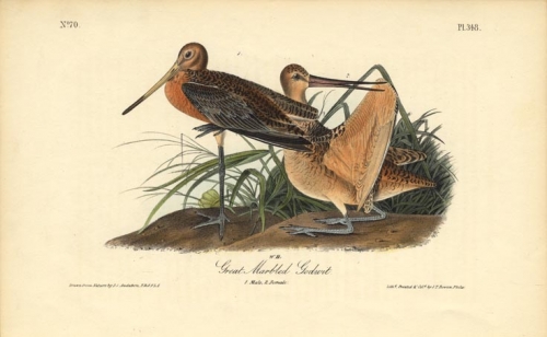 Great Marbled Godwit.  (Male and female).  Pl. 348.