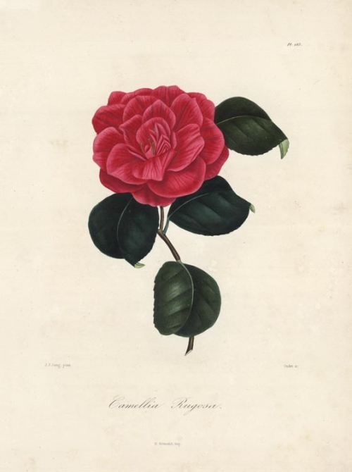 Camellia Rugosa. Pl. 183.