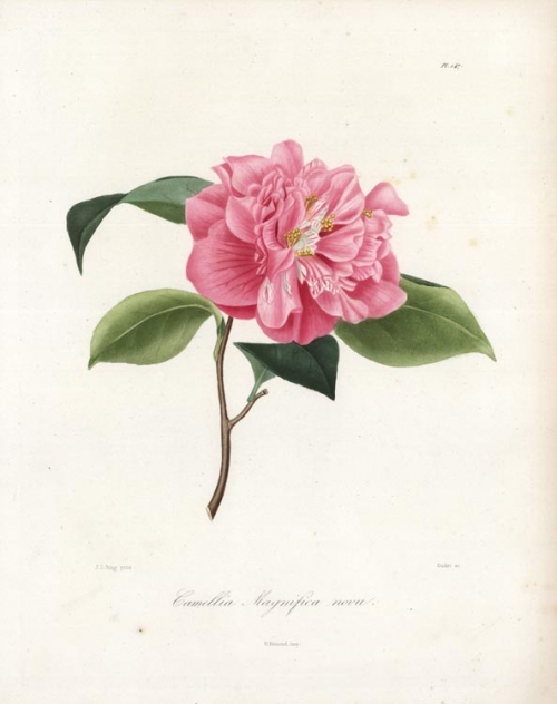 Camellia Magnifica nova. Pl. 147.