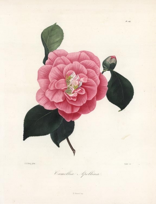 Camellia Apollina.  Pl. 164.