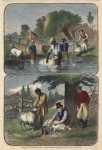 Washing and Shearing Sheep in the Country.