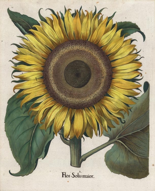 Flos Solis Maior. [Sunflower.] | The Old Print Shop